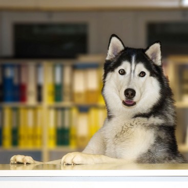 Bild des Bürohundes Tala - Rasse Husky