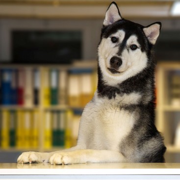 Bild des Bürohundes Nanuk - Rasse Husky